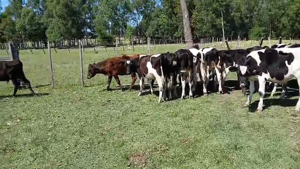 Lote 18 Terneros Holando en Libertad