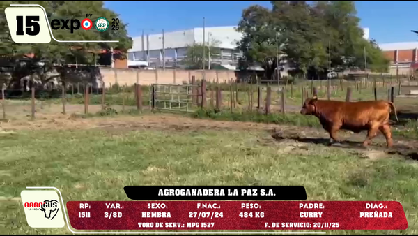 Lote LOTE 15