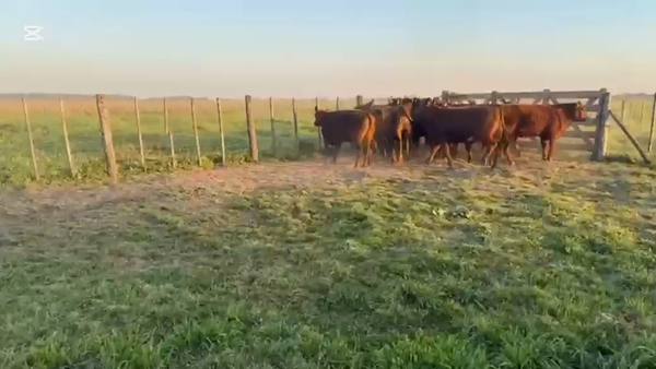 Lote 12 Vaquillonas
