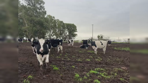 Lote 24 TERNS. HOLANDO, TANDIL, PCIA. BS. AS.