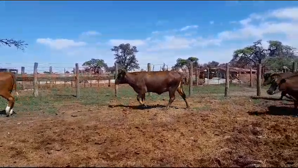Lote 50 Vacas Braford, Brangus y cruzas en Las Varillas, Córdoba