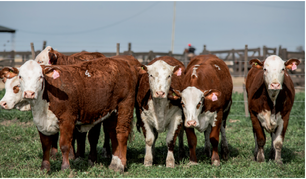 Lote Terneras Braford -  Los Charabones