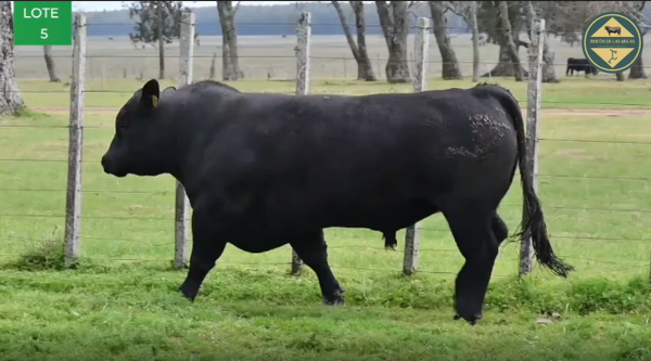 Lote TOROS RP 2264 2678 2696