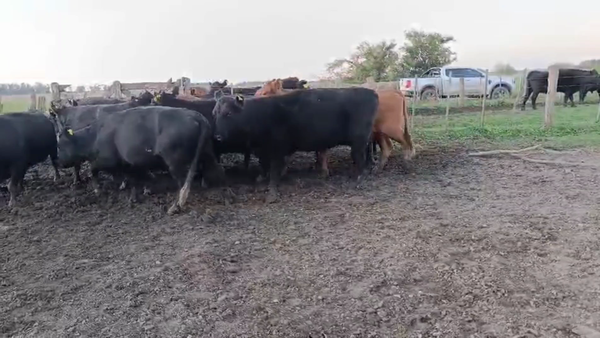 Lote 19 VACAS CON G/P NUEVAS Y MEDIO USO