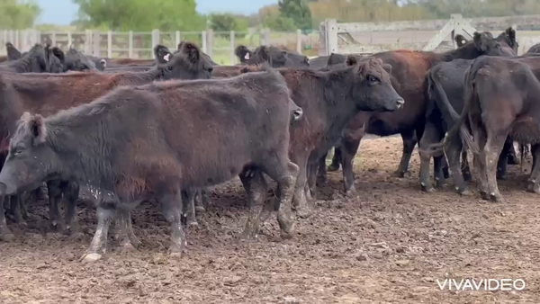 Lote 35 Vacas C/ gtia de preñez