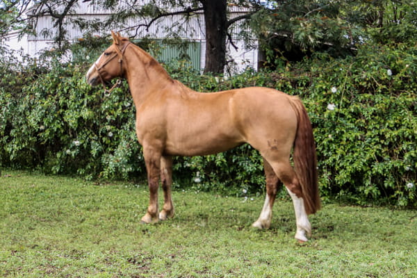 Lote RP  3109 - PORÁ GALLEGA