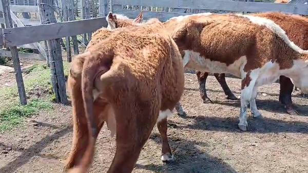 Lote 3 Vacas de Invernada 290kg - , San José