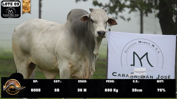 Lote LOTE 9