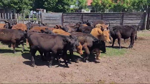 Lote (Vendido)24 Terneros BRANGUS-ANGUS-LIMOUSIN 210kg -  en COSTAS DE VACA