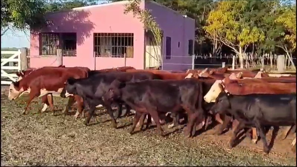 Lote 42 Terneras en Colón, Entre Ríos