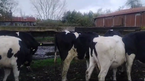 Lote 28 Novillo Engorda en Mariquina, XIV Región Los Ríos