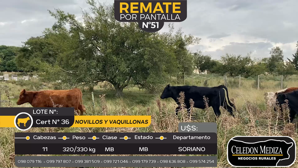 Lote 11 Novillos y vaquillonas en Santa Catalina , Soriano