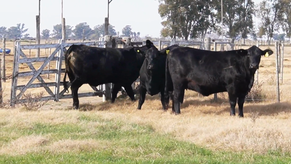 Lote CABAÑA LA RODZINA
