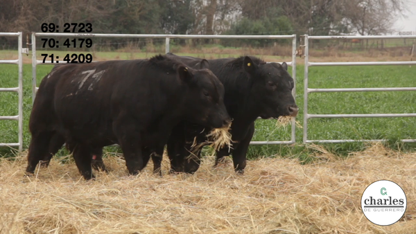 Lote TOROS PUROS CONTROLADOS