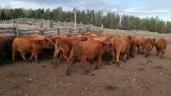 Lote 50 Novillo Engorda en Coyhaique, XI Región Aysén