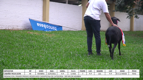 Lote Santa Inés Expo Internacional 2022 - Lote 44