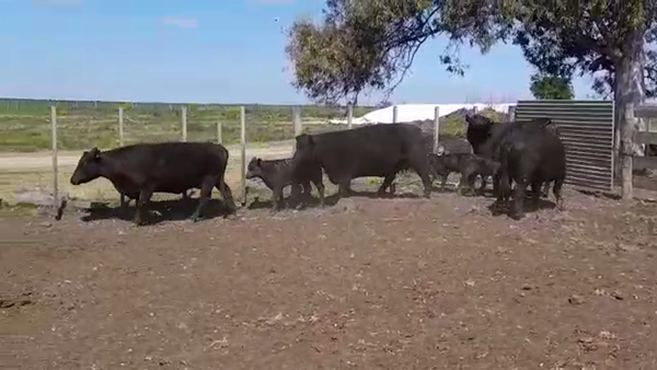 Lote 10 Piezas de cría ANGUS en OMBUES DE LAVALLE