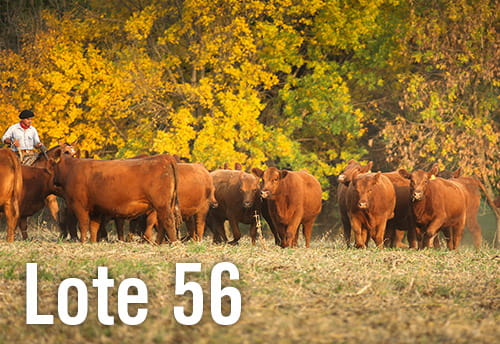 Lote 10 VAQUILLONAS PREÑADAS PC