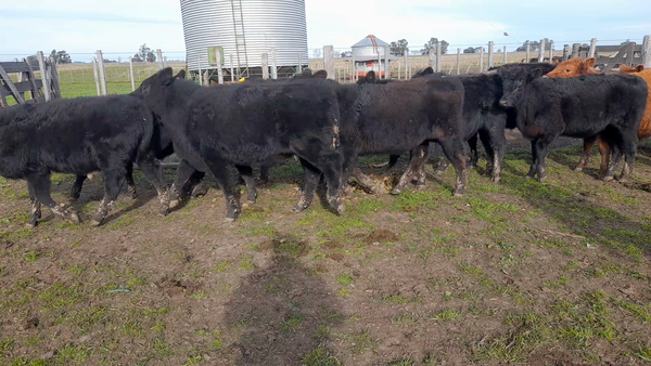 Lote 70 Terneros en Benito Juarez