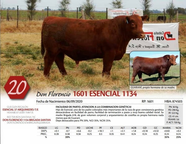 Lote TORO