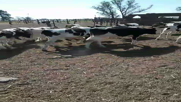 Lote 17 Novillitos Holando Argentino en Col Bigand, Santa Fe