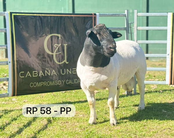 Lote DORPER PP