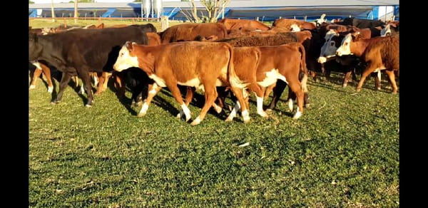 Lote 120 Terneros/as en Entre Ríos, Villaguay