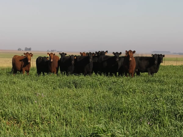 Lote VAQ. ANGUS NEGRAS  Y COLORADAS BASE C/GTÍA DE PREÑEZ