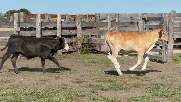 Lote 120 Terneros en Corrientes, Sauce