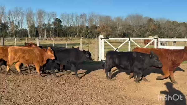Lote 70 Terneras