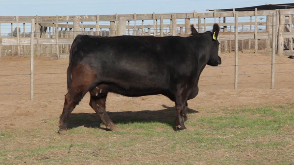 Lote VACAS PURAS DE PEDIGREE