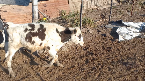 Lote 23 Novillitos