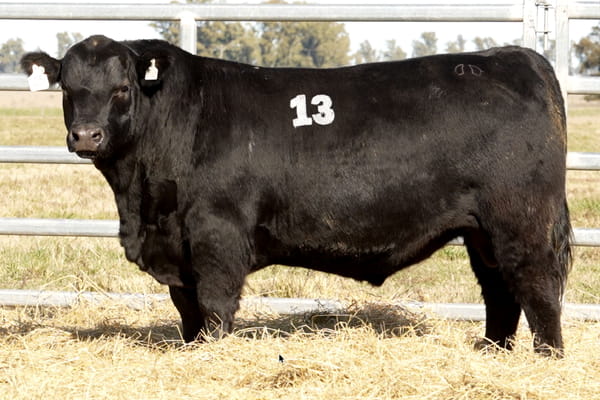 Lote TOROS ANGUS PUROS CONTROLADOS