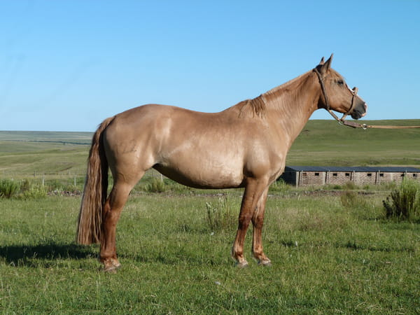 Lote Chirimoya del Cerro Grande