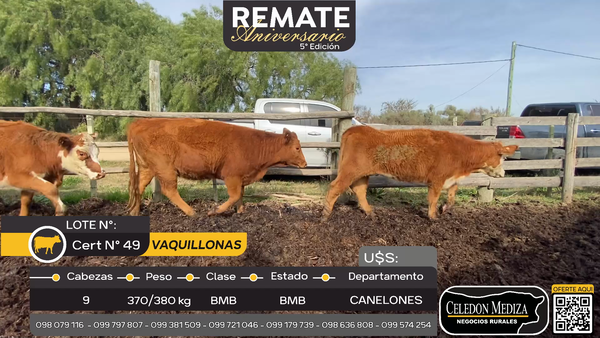 Lote 9 Vaquillonas  en Los Cerrillos, Canelones