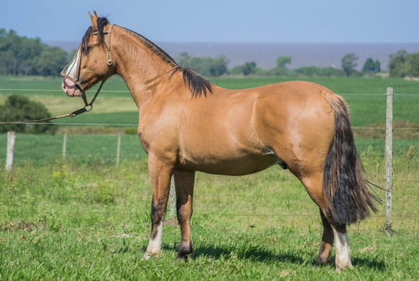 Lote ARRAYAN TROPILLA 1800