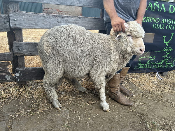 Lote Borrego 2D (MO: Si)