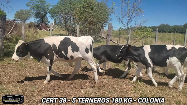 Lote 5 Terneros en Radial Conchillas, Colonia