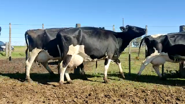 Lote Vacas Secas - La Artesina