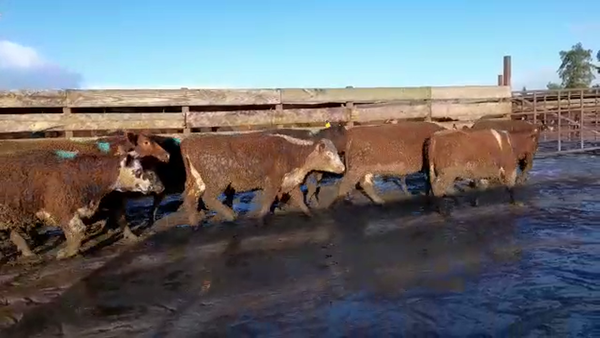 Lote 20 Vaquilla Gorda en Los Ángeles, VIII Región Biobío