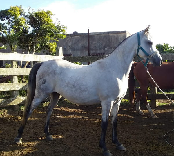 Lote 90 - Fadar Camunda