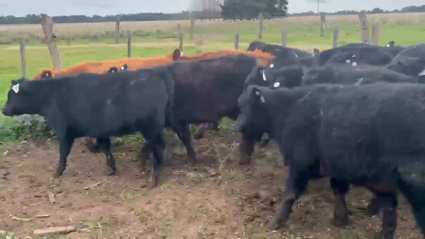Lote 20 Terneros/as