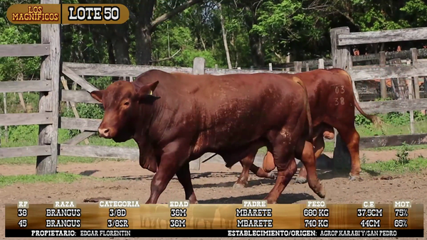 Lote LOTE 50