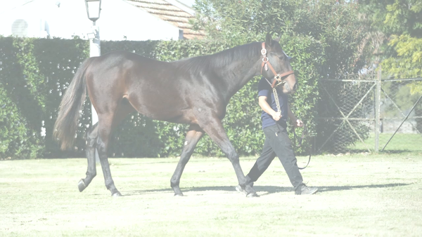 Lote LUJO TOTAL (IVAR -  LUXURIA)