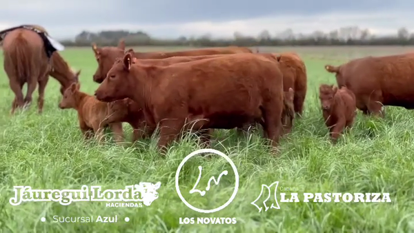 Lote 6 Vaquillonas C/ cria PC