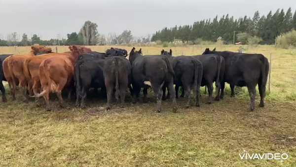Lote 18 Vacas medio uso C/ gtia de preñez