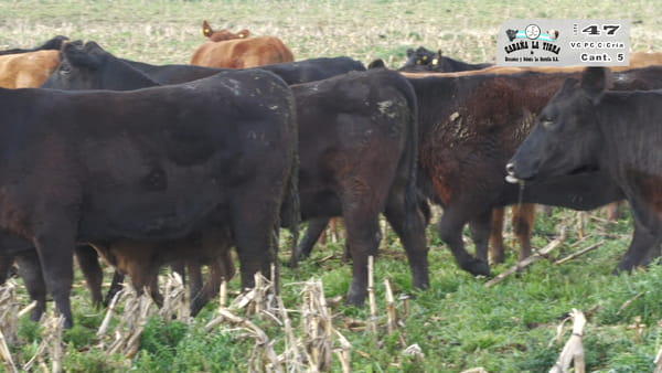 Lote VAQUILLONAS PC NEGRAS PARIDAS