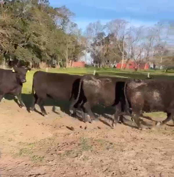 Lote CABAÑA LA AMALIITA