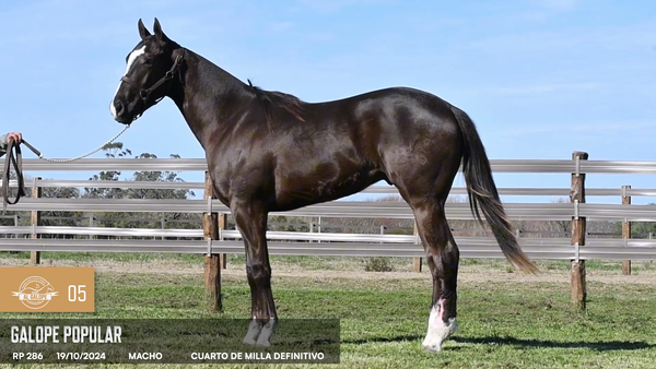 Lote Galope Popular