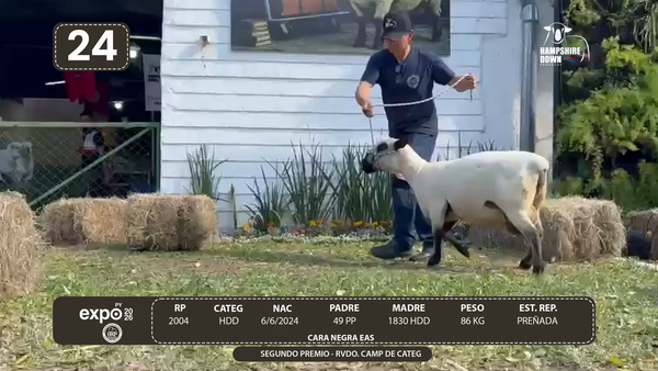 Lote LOTE 24 - BOZAL